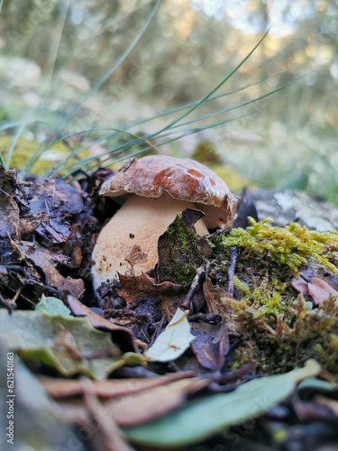 Obraz na płótnie Boletus w salonie