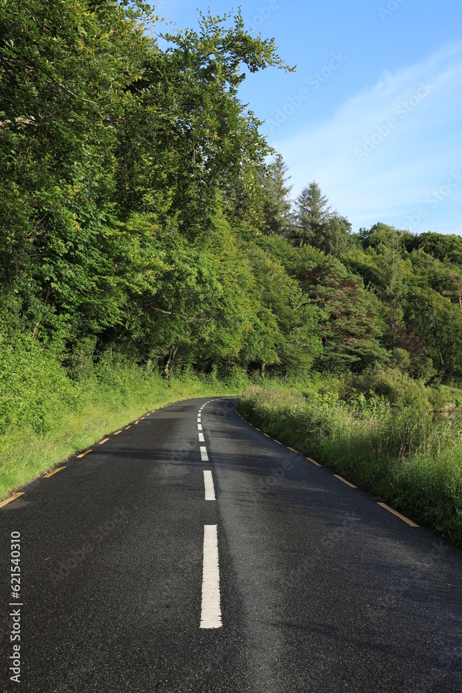Fototapeta premium Country Road in rural County Leitrim, Ireland bordered by trees in foliage in summer evening sunlight