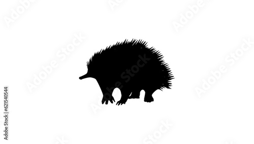 Echidna silhouette