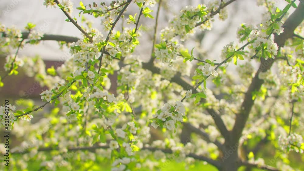 Nature grass wind tree branch grass plant green flowers sun wind Nature grass wind tree branch grass plant green flowers sun wind