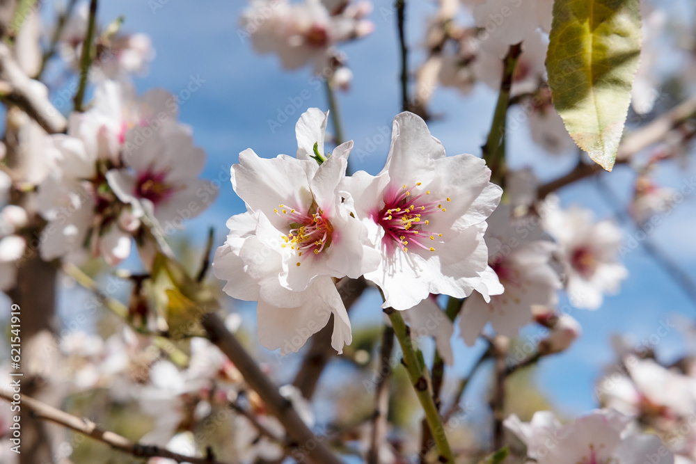 Heavy branches with lots blossomed flowers of the almond tree also known as Prunus dulcis or Prunus amygdalus, cultivated widely in some Mediterranean countries for its seeds generally labeled as nuts