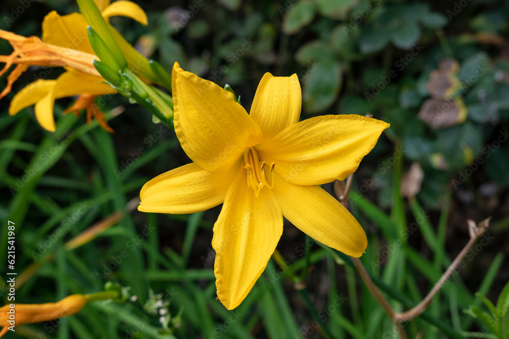 Vivid yellow daylily or lemon daylily, also known as Hemerocallis lilioasphodelus in the garden, trumpet-shaped, six-petaled flower often used as ornamental plant thanks to its beauty and adaptability Vivid yellow daylily or lemon daylily, also known as Hemerocallis lilioasphodelus in the garden, trumpet-shaped, six-petaled flower often used as ornamental plant thanks to its beauty and adaptability