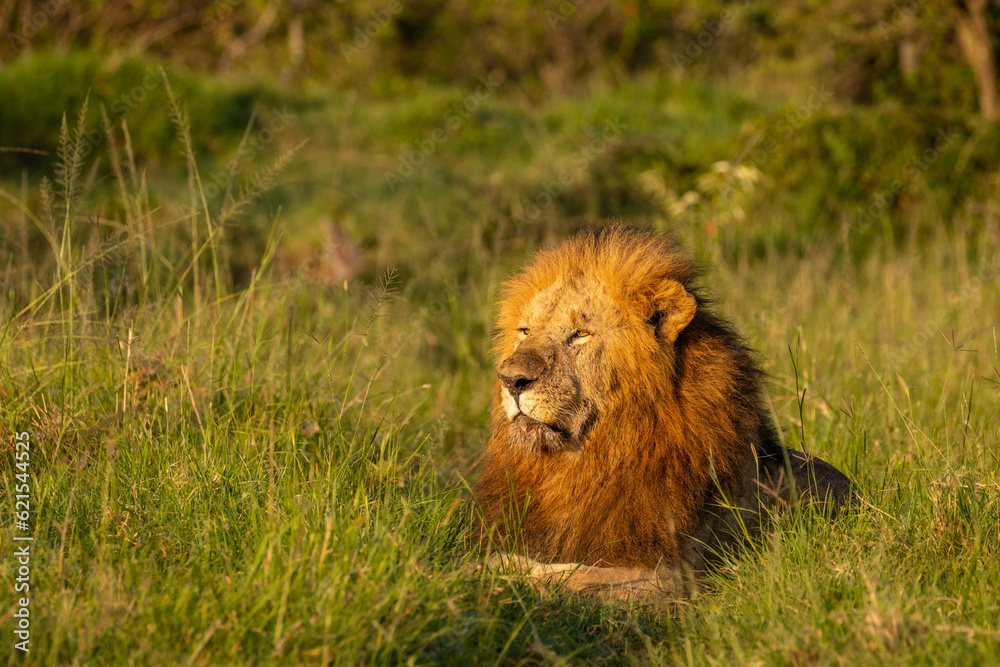 Male lion ( Panthera Leo Leo) enjoying the beautiful african sunrise, Mara Naboisho Conservancy, Kenya. Male lion ( Panthera Leo Leo) enjoying the beautiful african sunrise, Mara Naboisho Conservancy, Kenya.