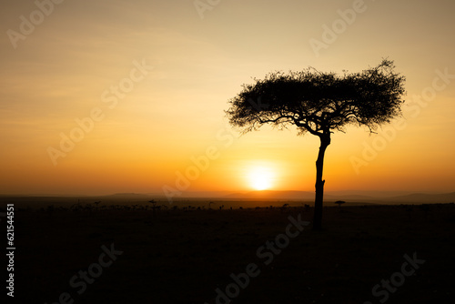 Panorama silhouette tree in africa with sunrise.Tree silhouetted against a setting sun.Dark tree on open field dramatic sunrise.Typical african sunset with acacia tree in Masai Mara  Kenya.