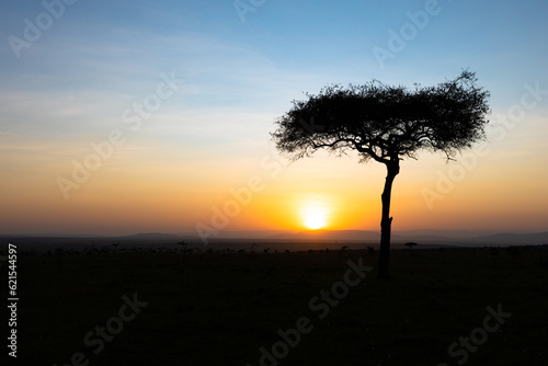 Panorama silhouette tree in africa with sunrise.Tree silhouetted against a setting sun.Dark tree on open field dramatic sunrise.Typical african sunset with acacia tree in Masai Mara  Kenya.