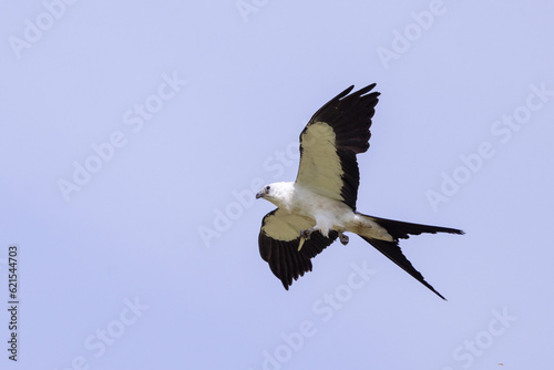 A swallow-tailed kite (Elanoides forficatus) in flight against a blue sky in Sarasota, Florida © Hayley Rutger