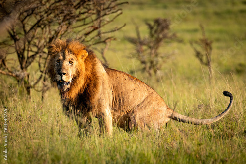 Male lion ( Panthera Leo Leo) pooping, Mara Naboisho Conservancy, Kenya. photo