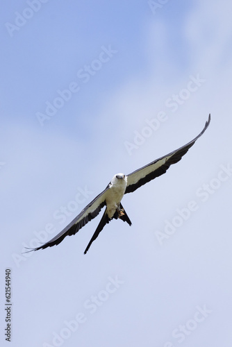 A swallow-tailed kite  Elanoides forficatus  in flight against a blue sky in Sarasota  Florida