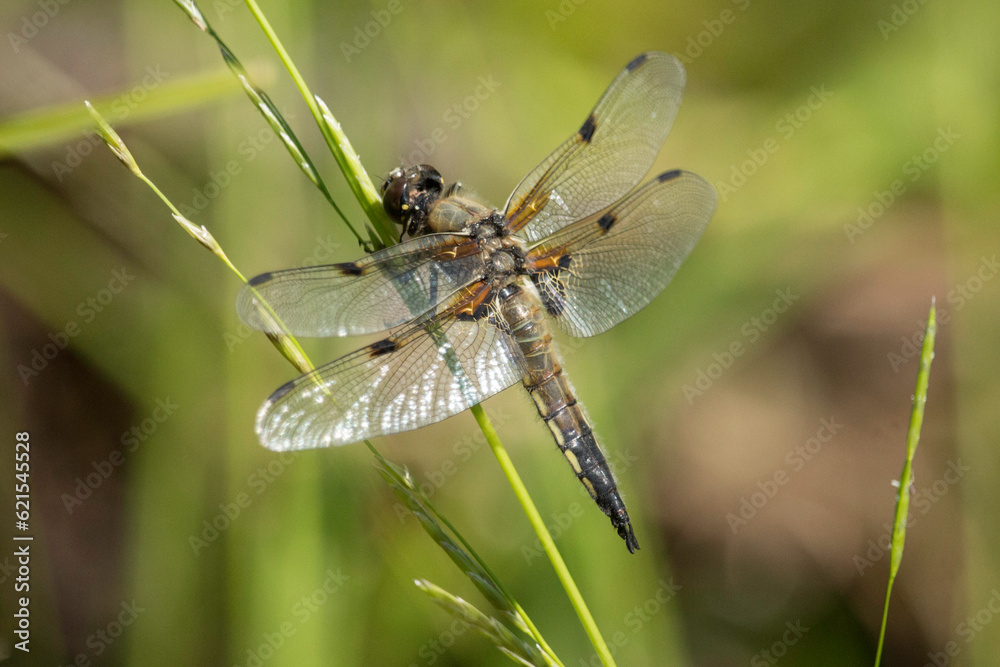 Vierfleck-Libelle Vierfleck-Libelle