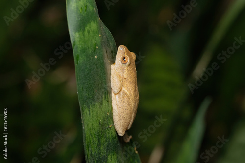 Yellow-striped Reed Frog (Hyperolius semidiscus) in winter photo