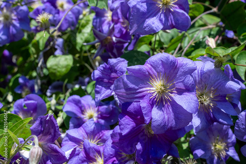 Clematis jackmanii flowers in bloom