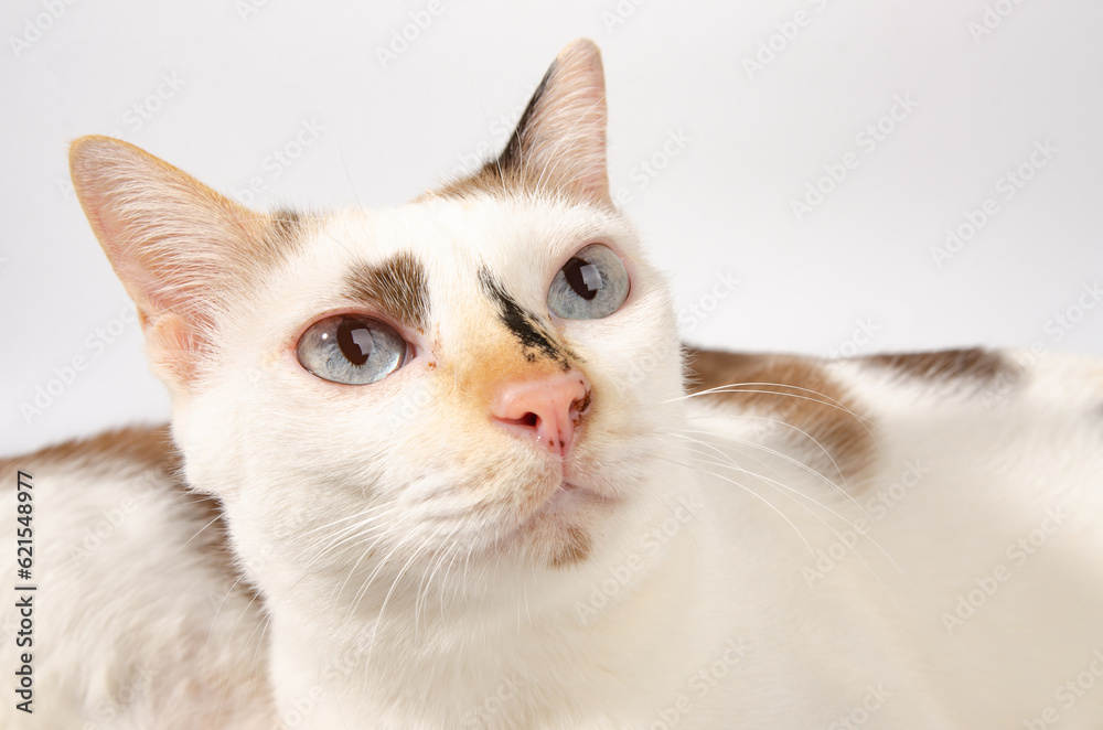 cute cat on white background