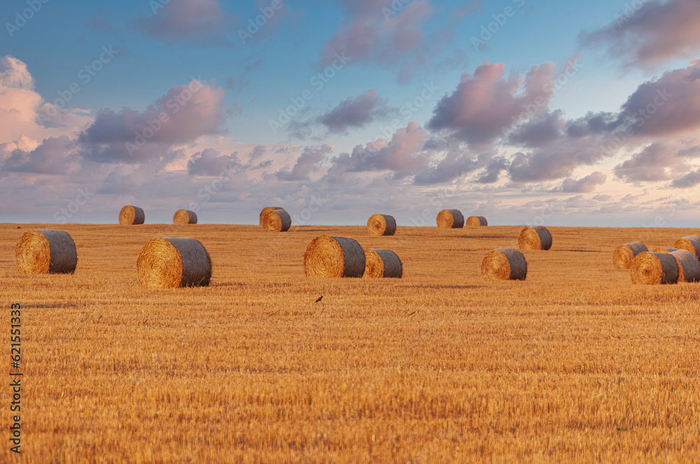 Wheat field with hale bales on the sunset.