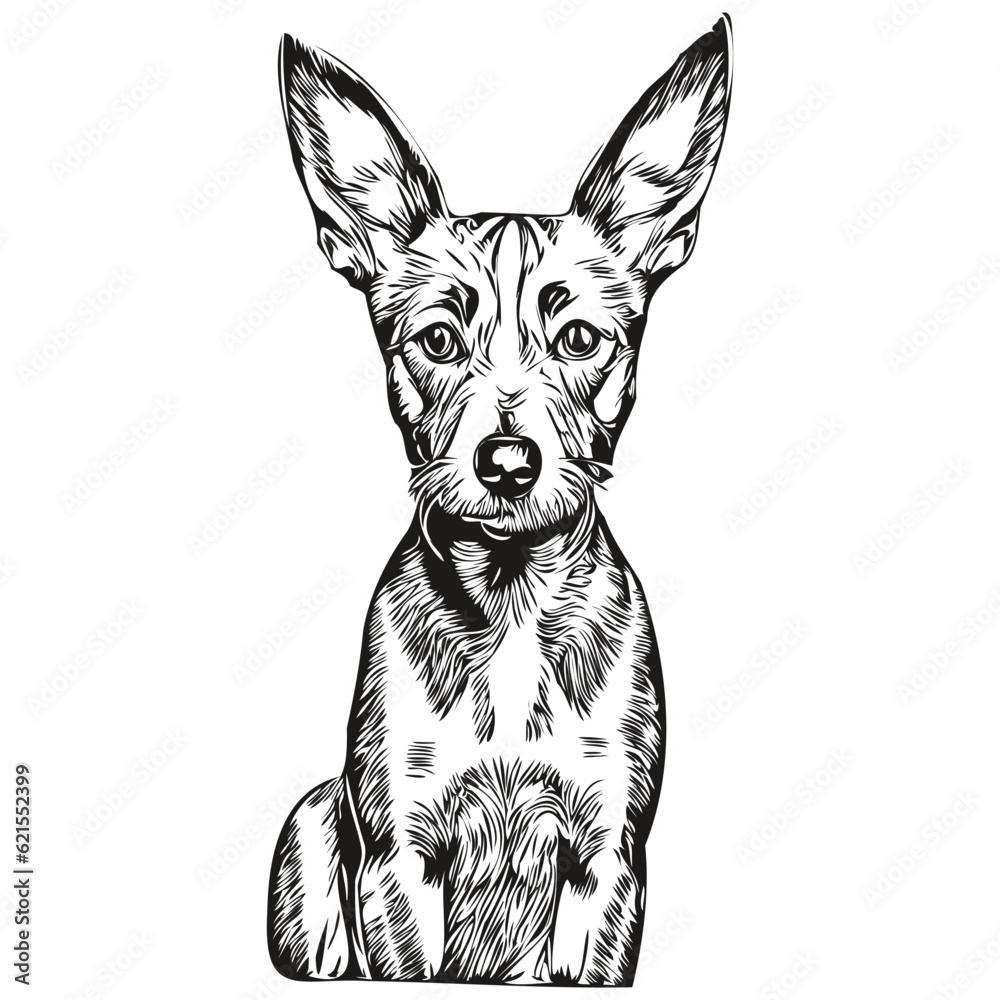 American Hairless Terrier dog t shirt print black and white, cute funny outline drawing vector