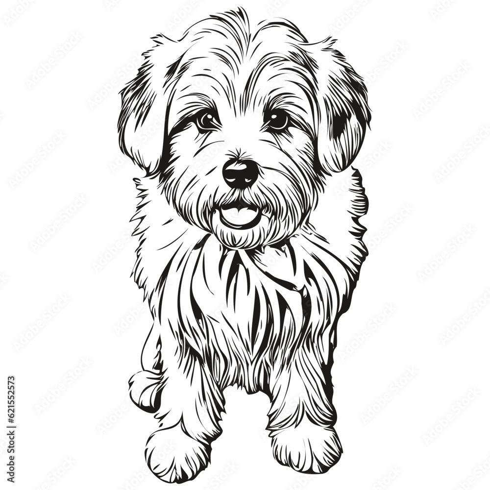 Coton de Tulear dog pet silhouette, animal line illustration hand drawn