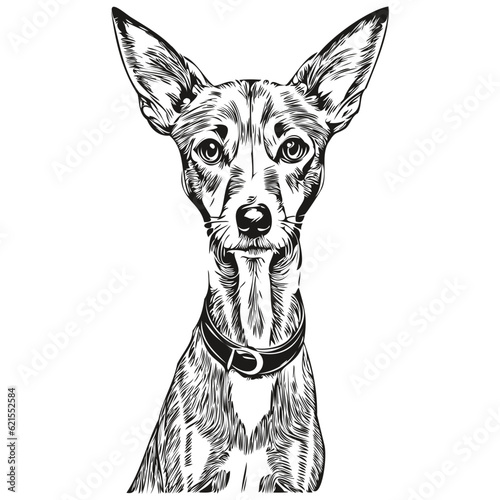 Italian Greyhound dog silhouette pet character, clip art vector pets drawing black and white