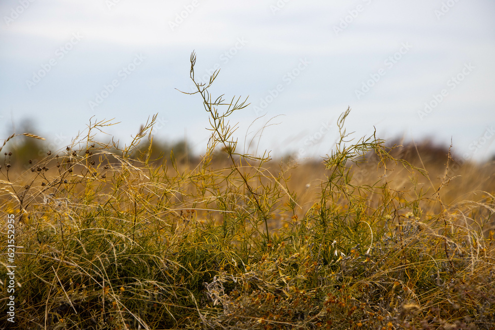 Fototapeta premium grass in the field
