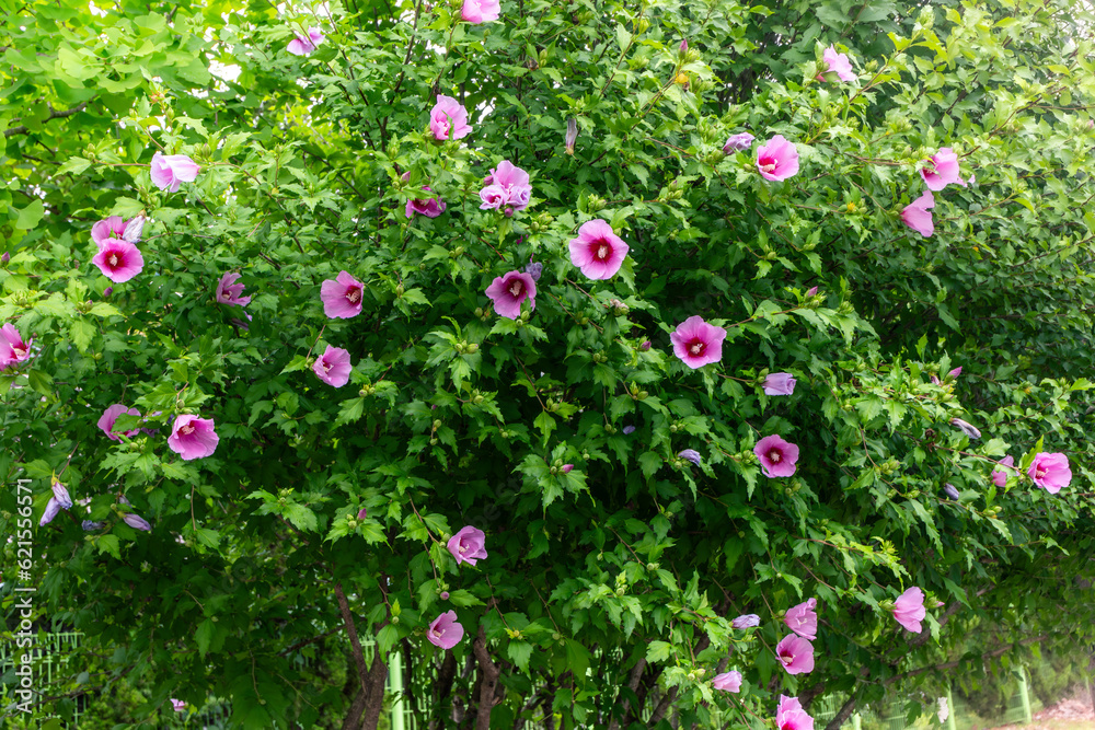 Korean national flower in the name Rose of Sharon or Mugunghwa flower Korean national flower in the name Rose of Sharon or Mugunghwa flower