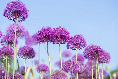 Inflorescences of (Allium aflatunense) before blue sky. photo