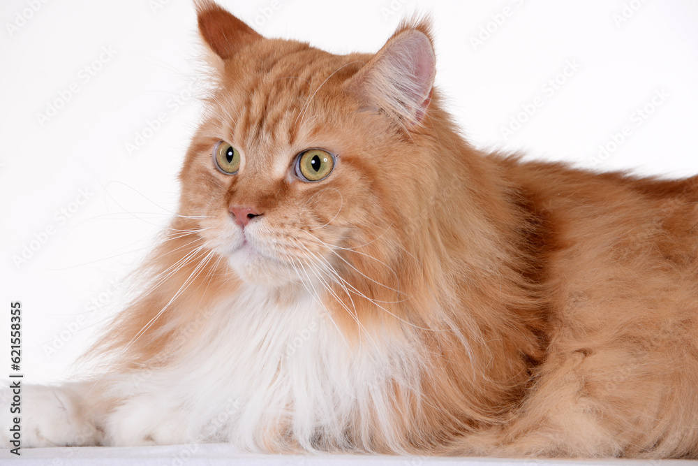 Orange Maine Coon cat looking portrait studio shot on isolated white background photograph. Orange Maine Coon cat looking portrait studio shot on isolated white background photograph.