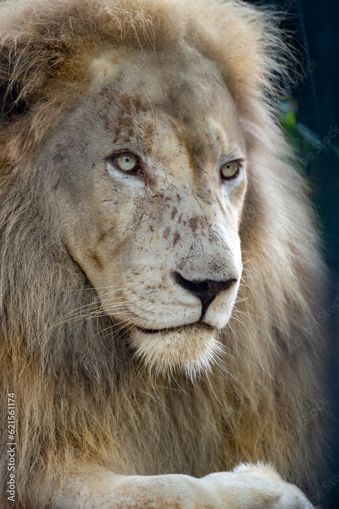 Obraz premium Thailand Zoos and Zoo Animals and Pets, 