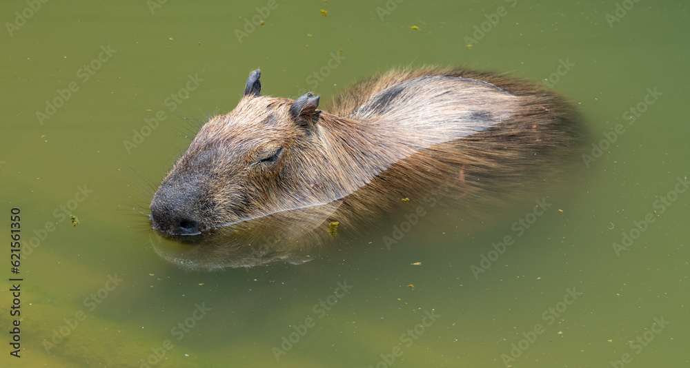 Thailand Zoos and Zoo Animals and Pets, 