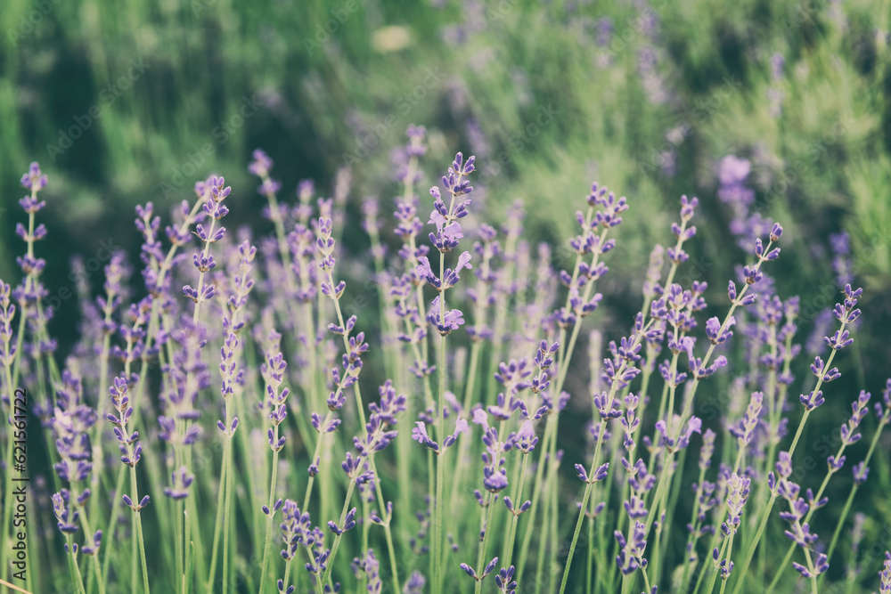 Naklejka premium Blossoming lavender on a field, beautiful purple flowers of a healing herb, natural outdoor floral background