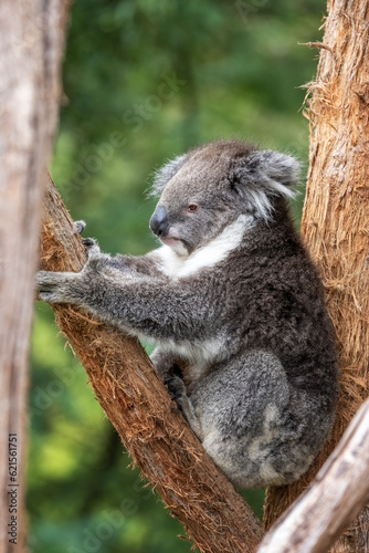 Obraz na plátně An adult koala, Phascolarctos cinereus, in a eucalyptus tree, Australia