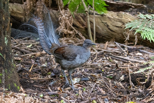 A superb lyrebird, Menura novaehollandiae, Victoria, Australia. This is an adult male side view.