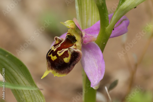 ophrys x albertiana (o. apifera x fuciflora)