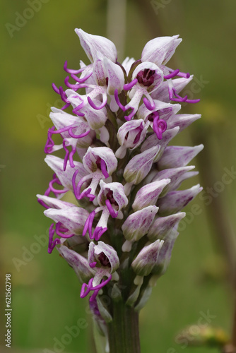 orchis singe (orchis simia) photo