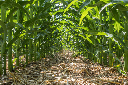 Canvas Print Looking a down row of green field corn and crop residue at ground level
