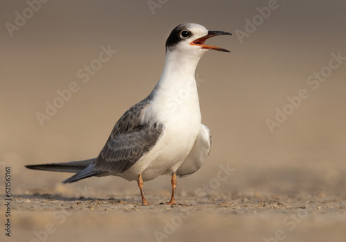 Portrait of a White-cheeked Tern chick at Tubli coast, Bahrain © Dr Ajay Kumar Singh