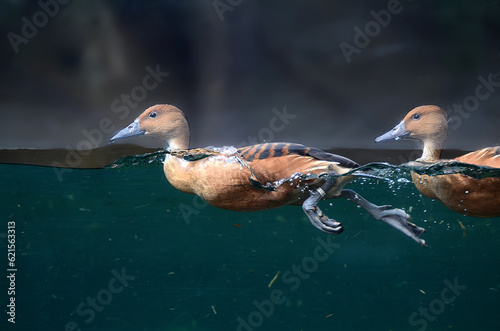 Enten beim Schwimmen teils unter Wasser