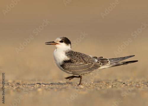 Closeup of a White-cheeked Tern chick at Tubli coast, Bahrain