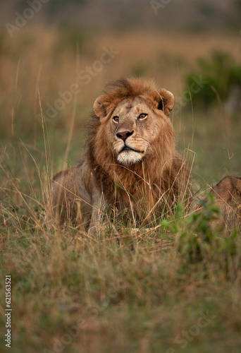 Portrait of a Lion taken in the early morning at Masai Mara, Kenya