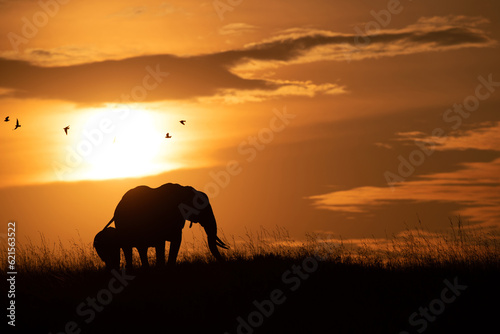 Silhouette of mother and calf grazing with birds flying at the backdrop during sunset, Masai Mara, Kenya