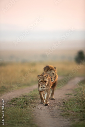 Fotobehang A Lion following a lioness during morning hours in Savanah, Masai Mara, Kenya