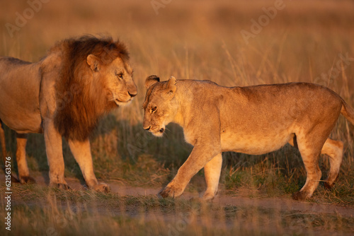 Lioness not agreeing for making love in the morning hours at Savanah, Masai Mara, Kenya