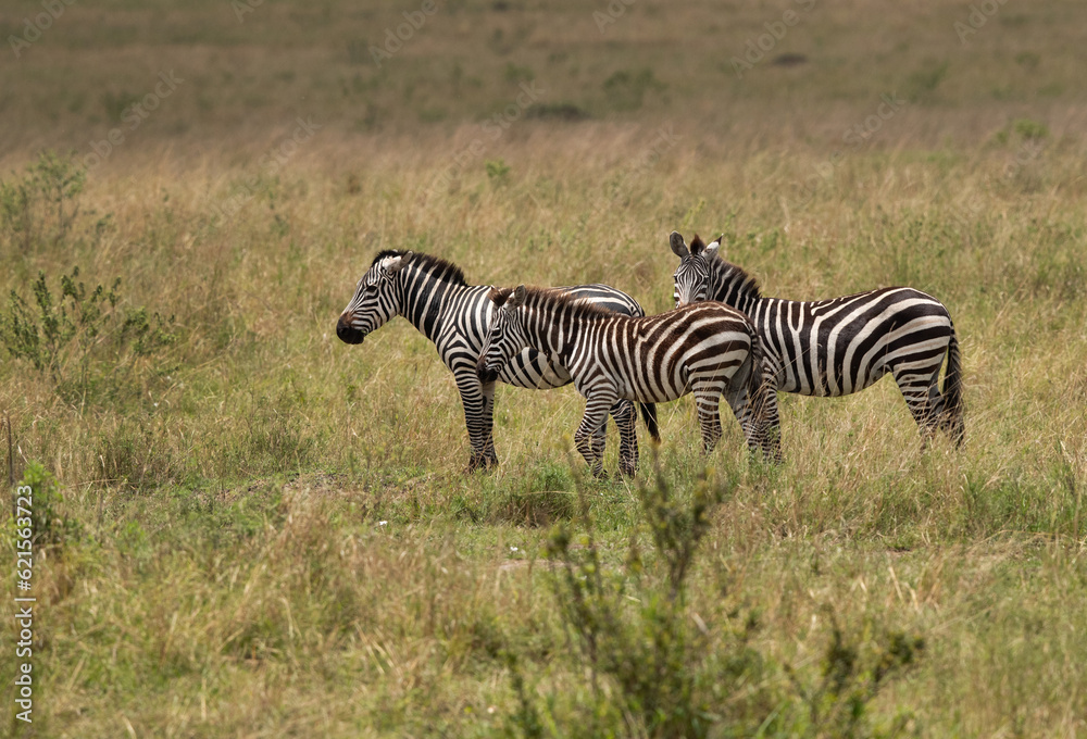 Fototapeta premium Zebra in the savannah grassland at Masai Mara, Kenya