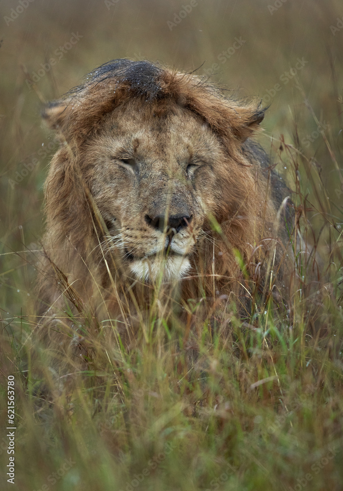 Closeup of wet Lion during rain at Masai Mara, Kenya Closeup of wet Lion during rain at Masai Mara, Kenya