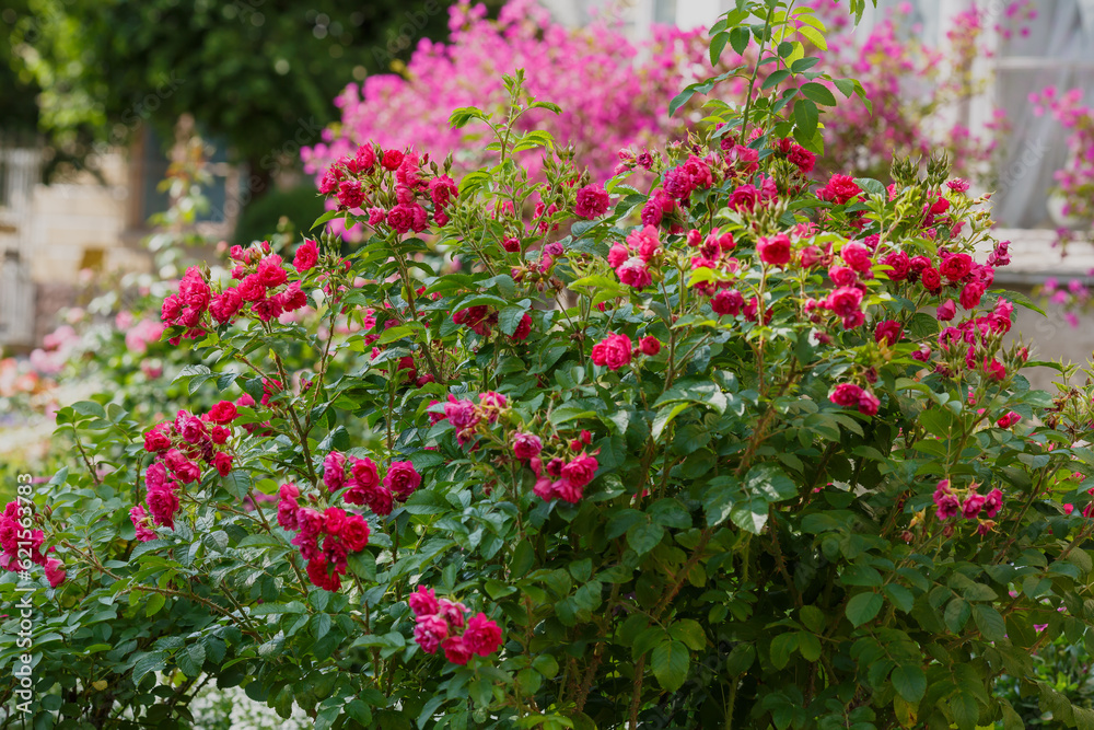  Beautiful roses bush in garden