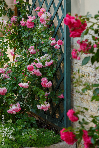 Fototapeta Naklejka Na Ścianę i Meble -  Beautiful climbing rose in the garden of roses. Blooming Roses on the Bush. Growing roses in the garden