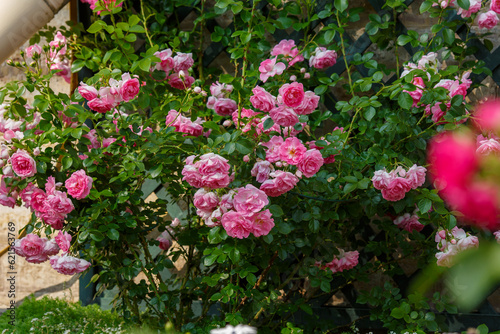 Fototapeta Naklejka Na Ścianę i Meble -  Beautiful roses bush in rose garden