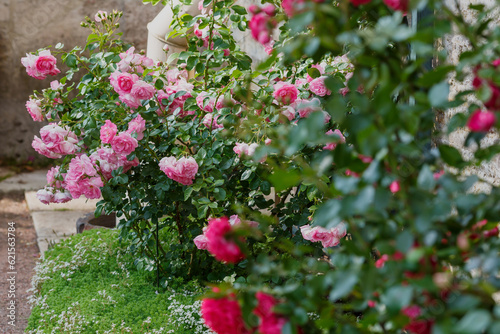 Fototapeta Naklejka Na Ścianę i Meble -  Beautiful climbing rose in the garden of roses. Blooming Roses on the Bush. Growing roses in the garden