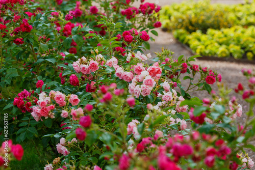 Beautiful roses bush in rose garden © Flower_Garden