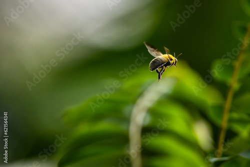 Bumblebee (Bombus) © Stallonechris