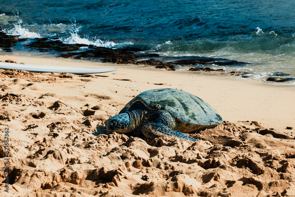 Obraz premium Green sea turtle laying on a hawaiian beach