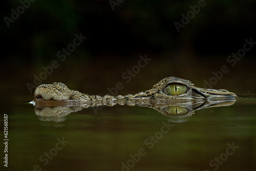 Closeup head of Saltwater Crocodile  Crocodylus porosus  and its reflection in the river.