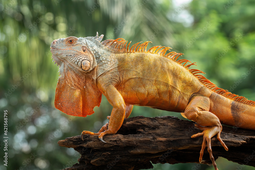 Fototapeta premium Red Iguana on natural background.